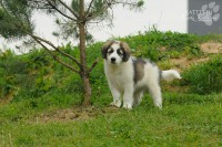 /album/vulcan-boss-tor/dsc-6280-2-jpg/